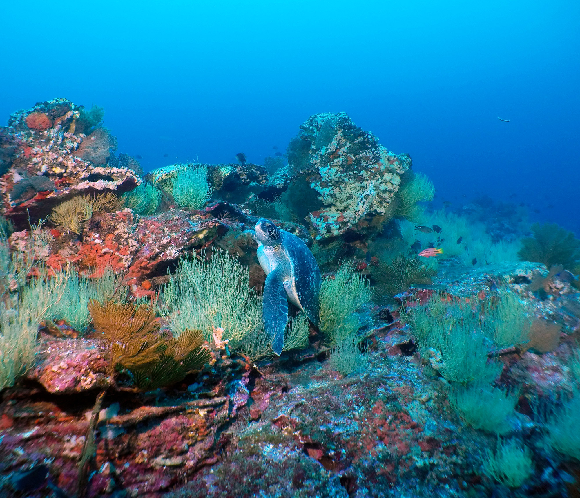 Green turtle swimming over encrusted lava on a Galápagos seamount.