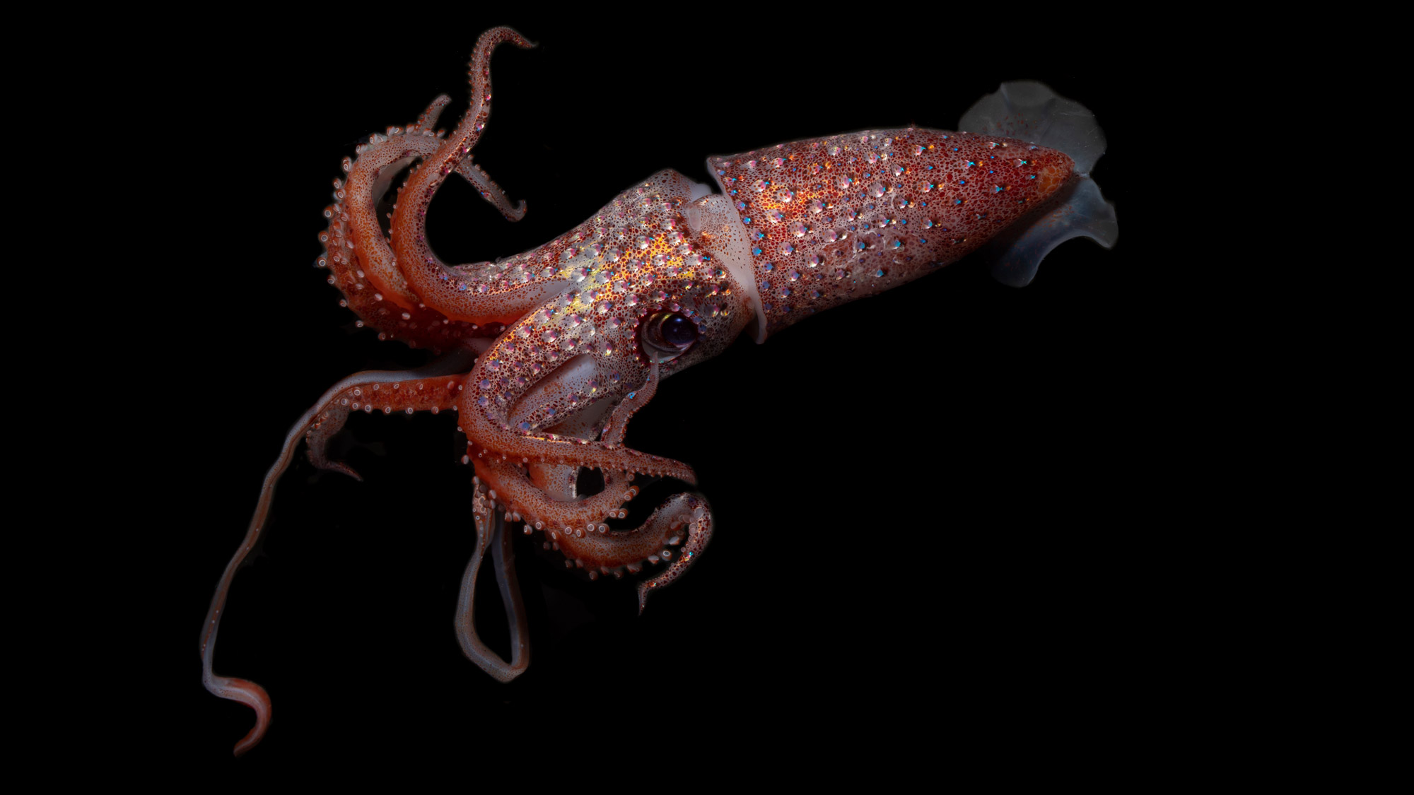 Strawberry squid, (Histioteuthis reversa)