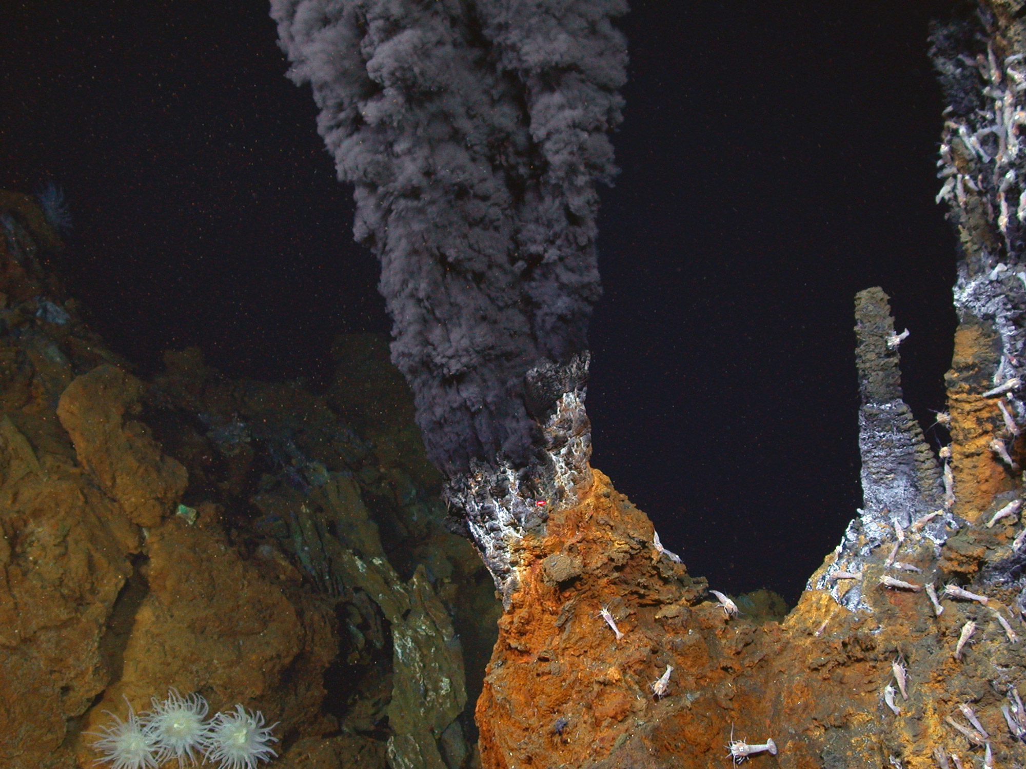 Deep-sea shrimp thrive at one of the planet's hottest black smoker hydrothermal vents
