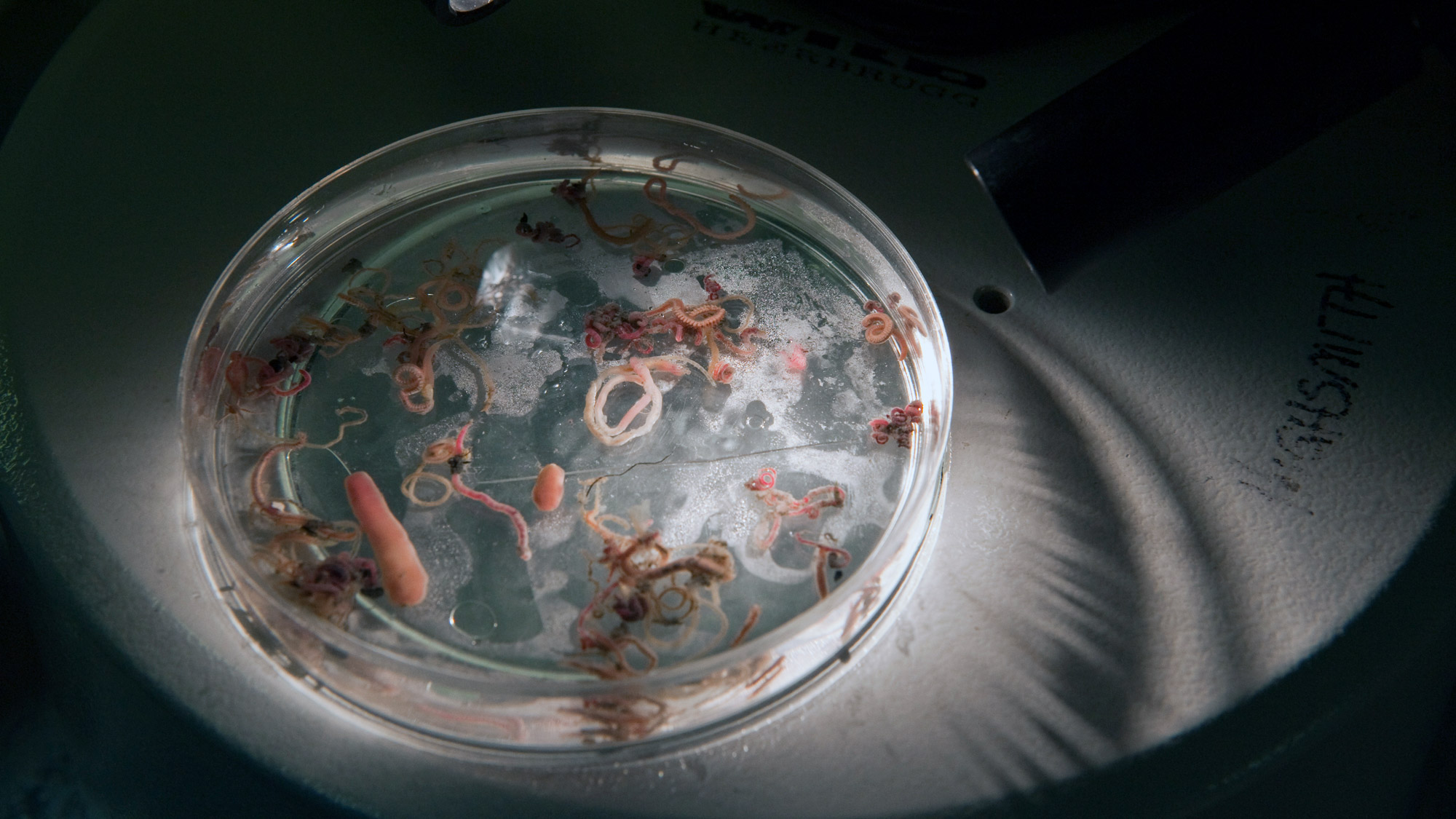 A dish of polychaete worms and one mollusk awaits further sorting.