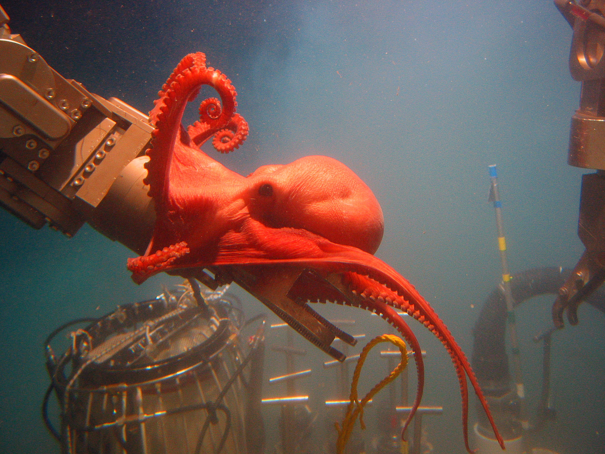 Red octopus clinging to Alvin manipulator arm