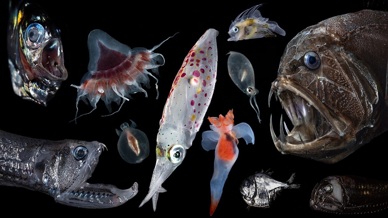 A collage of animals found in the ocean twilight zone