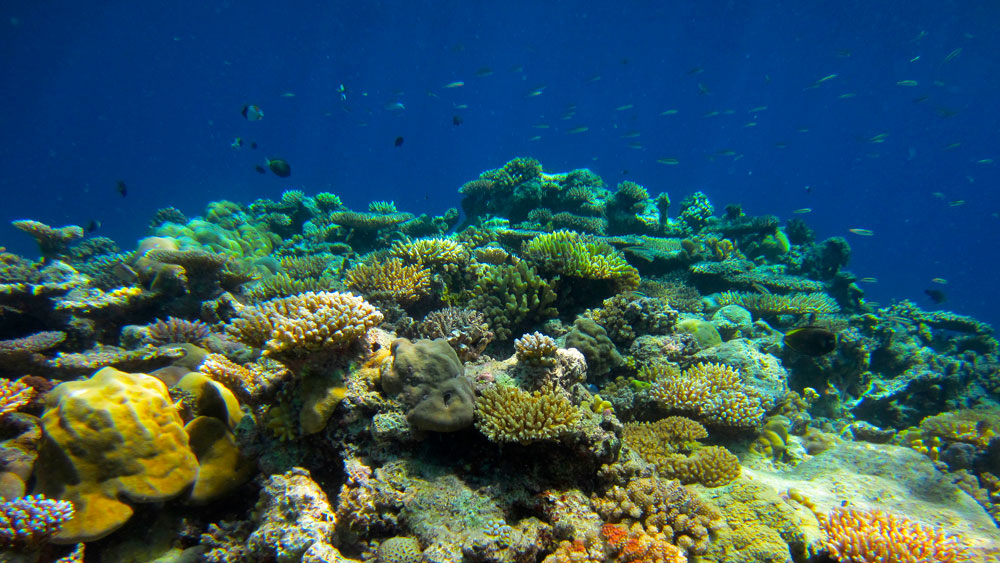 OE-coral