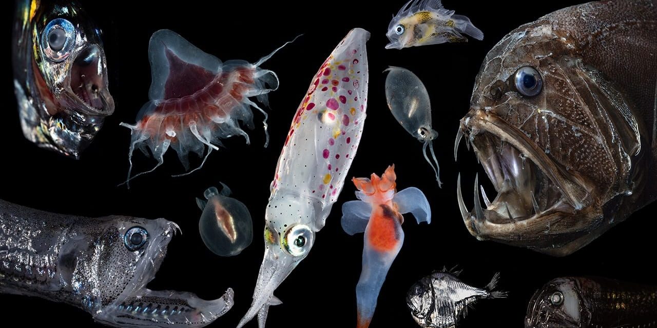 A collage of animals found in the ocean twilight zone